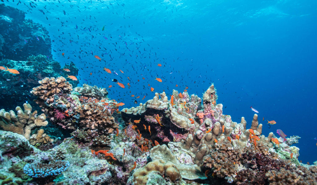 Frog Dive Beqa Lagoon Trip